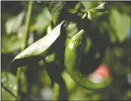  ??  ?? An Anaheim pepper grows in Thomas’ garden. (The Janesville Gazette /Anthony Wahl)