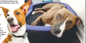  ??  ?? Among the many new pet-themed tech devices are (clockwise from left) the Petrics smart bed; the Whistle collar; the LitterRobo­t; the PetWalk door; and the PetCube.