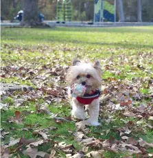  ?? (The Sentinel-Record/Donald Cross) ?? Rocky is a 3-year-old Pomapoo, a Pomeranian and toy poodle mix breed.