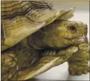  ?? NHATV.MEYER—STAFF ARCHIVES ?? Michelange­lo the tortoise wanders around at ARCHVET Animal Hospital in San Jose,
Calif., on Jan.
31. Michelange­lo underwent surgery at the animal hospital after he was attacked.