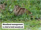  ?? ?? Woodland management is vital to hold woodcock