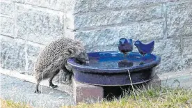  ?? FOTO: WDR ?? Der Igel stellt sich sogar auf die Hinterbein­e, um ans Wasser zu kommen.