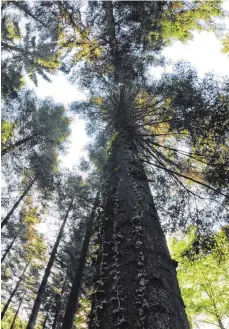  ?? FOTO: DPA ?? Die Mischung macht’s: Wald bei Emmendinge­n.