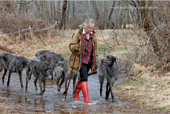  ??  ?? Above: A pack of deerhounds enjoy a country walk with their owner.