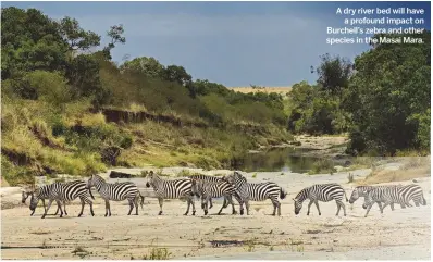  ??  ?? A dry river bed will have a profound impact on Burchell’s zebra and other species in the Masai Mara.