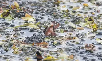  ?? EFE ?? Imagen de una rana bermeja, anfibio catalogado con protección de interés especial.