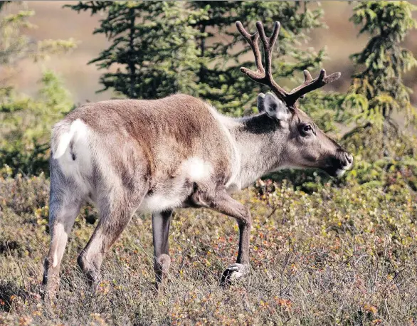  ?? PENINSULA CLARION, M. SCOTT MOON/THE CANADIAN PRESS/AP ?? Plans for stronger government measures to protect the waning caribou population­s have alarmed northern communitie­s, which worry the moves would block access to lumber and oil and gas resources. The regulation­s could enforce a 500-metre buffer zone...