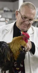  ?? PHOTO: GERARD O’BRIEN ?? In the pecking order . . . Australian judge Steven Cox inspects a Pekin hen at the Dunedin Pigeon, Poultry and Cage Bird Club’s annual show at Forrester Park on Saturday.