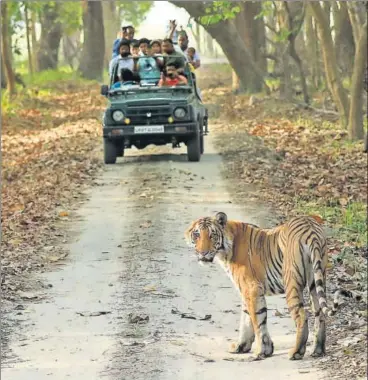  ?? PIC CREDIT: SANJAY KUMAR, RELIEF COMMISSION­ER, UP ?? ▪ Wildlife enthusiast­s having a close look at Kankatti in Kishanpur Wildlife Sanctuary.