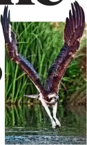  ??  ?? COUNTRY LIFE: An osprey in the birdwatche­rs’ haven of Rutland Water