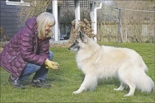  ?? (AP/Gillian Flaccus) ?? Susan Crowley, a 75-year-old retired attorney, plays in her garden with her dog, Mollie, at her home in Hood River, Ore. Crowley submitted public comments to Oregon’s vaccine advisory committee to criticize the state’s controvers­ial decision to vaccinate its teachers and early childhood care givers ahead of its oldest residents.