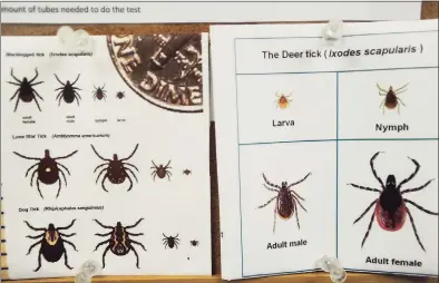  ?? Brian A. Pounds / Hearst Connecticu­t Media file photo ?? An illustrati­on of the deer tick, at right, responsibl­e for Lyme disease, provided by Milford Molecular Diagnostic­s in 2018.