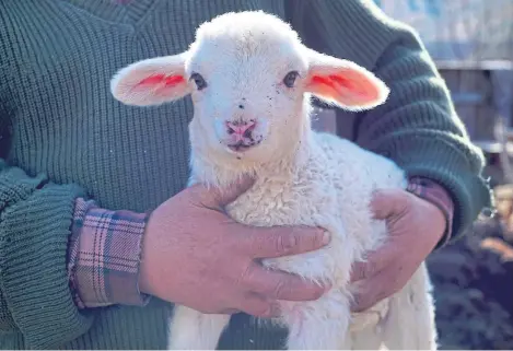  ?? Shuttersto­ck. ?? As the lambing season approaches, people have been encouraged to look out for signs of stress.