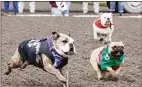  ?? Courtesy of Emerald Downs / TNS ?? The bulldogs competed in June at Emerald Downs in Auburn, Wash.