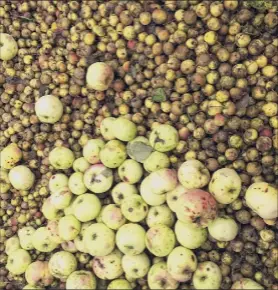  ??  ?? These varied apples picked at Samascott Orchards in Kinderhook were to be made into a batch of cider bound for four area restaurant­s. /