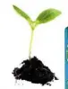  ??  ?? Gro-Sure Seed & Cutting Compost