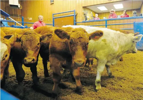  ?? BRUCE EDWARDS/ EDMONTON JOURNAL ?? Cattle are sold at the Triple J Livestock auction in Westlock on Friday. Prices have fallen in the wake of the tainted beef recall. To watch a video from the cattle auction, go to edmontonjo­urnal.com/video