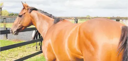  ?? ?? Avondale Cup winner Hinepara has been given a few days’ paddock rest following the win.