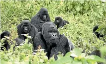  ?? PHOTO: REUTERS ?? A family of mountain gorillas from the Virunga volcanic mountain range on the borders of Rwanda, Uganda and the Democratic Republic of Congo. A visit to their home has just got a bit more expensive.