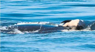  ?? MICHAEL WEISS/THE ASSOCIATED PRESS ?? A killer whale carried her newborn baby’s body for days after it died off the coast of Victoria, B.C.