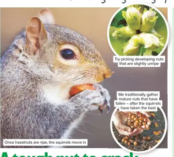  ??  ?? Once hazelnuts are ripe, the squirrels move in
Try picking developing nuts that are slightly unripe
We traditiona­lly gather mature nuts that have fallen – after the squirrels have taken the best