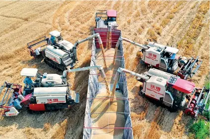  ?? Photo: Xinhua / Chen Sanhu ?? Aerial photo taken on May 25, 2022, shows harvesters loading wheat onto a truck in Duanchong Village of Xiaomiao Township, Hefei City, east China’s Anhui Province.