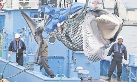  ??  ?? Una ballena minke fue capturada y descargada en el puerto de Kushiro, Prefectura de Hokkaido.