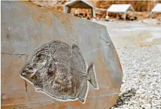  ?? Foto: Matthias Merz/dpa ?? In alten Steinen kann man manchmal spannende Spuren entdecken: Fossilien. Das sind versteiner­te Überreste von Tieren, die vor langer Zeit einmal gelebt haben. Der Kugelzahnf­isch, den man hier sieht, lebte vor ungefähr 150 Millionen Jahren in Euro pa.
