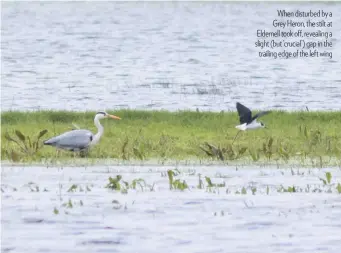  ??  ?? When disturbed by a Grey Heron, the stilt at Eldernell took off, revealing a slight (but ‘crucial’) gap in the trailing edge of the left wing