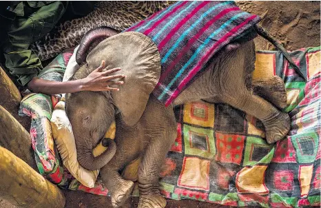  ??  ?? Safe and sound asleep
This image of a rescued baby elephant at the Reteti elephant sanctuary, in northern Kenya, won photograph­er Ami Vitale first prize in the nature stories category on the World Press Photo awards. Orphaned and abandoned young...