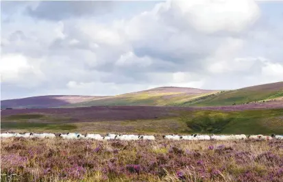  ??  ?? SHEPHERD’S DELIGHT
By: Julia Amies-Green
Where: Exmoor
“This procession of blackfaced sheep cut a perfect line through gorgeous light-dappled heather-clad moorland, creating a great compositio­n for me.”