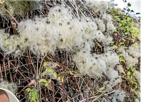  ?? ?? Old man’s beard (Clematis vitalba) is an invasive plant that affects indigenous biodiversi­ty. Inset left: Arnaud Cartier of Landcare Research.