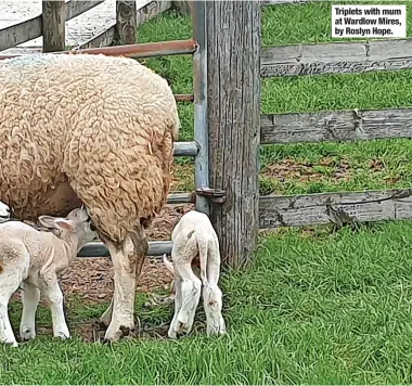  ?? ?? Triplets with mum at Wardlow Mires, by Roslyn Hope.