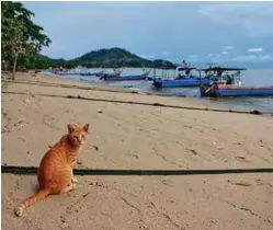  ??  ?? Cat waiting for the fishing boats to come back to the village.