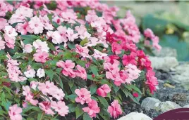  ??  ?? COLOUR RANGE. Impatiens New Guinea Divine pink will lighten a shady area.