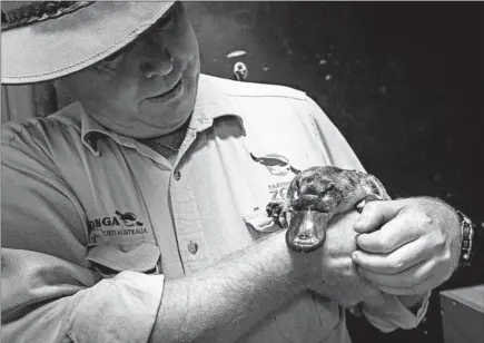  ??  ?? Robert Dockerill, a senior zookeeper, handles a rescued platypus named Annie. “I don’t care what the zoo says, she’s mine,” he says, smiling.