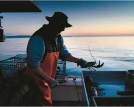  ?? ROBERT F. BUKATY/AP 2021 ?? Max Oliver moves a lobster to the banding table off Spruce Head, Maine. Rules on lobsters that can be trapped off New England could become stricter.