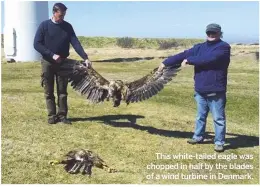  ??  ?? This white-tailed eagle was chopped in half by the blades of a wind turbine in Denmark.