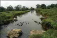  ?? KELVIN CHAN - THE ASSOCIATED PRESS ?? In this 2016 photo, ducks paddle along a canal near Club Med’s resort in Guilin, China. The Club Med resort in Guilin, China, reflects Chinese tastes. There’s a contemplat­ive vibe, including a lake with an arched bridge, lush foliage and a setting of...