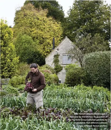  ??  ?? Ollie Hutson selects a Beta vulgaris ‘Cylindra’ for the kitchen. As guardian of The Pig Hotel Group’s kitchen gardens, he understand­s that different cultivars have different flavour profiles.
