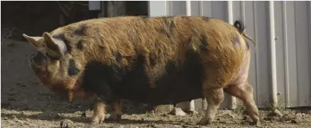  ??  ?? The Kunekune is a mid-sized, lard-type, heritage hog.