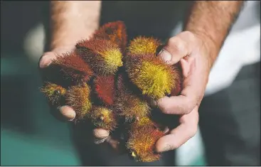  ??  ?? A worker shows a handful of achiote, a natural red-yellow pigment widely used in the food and cosmetic industries.