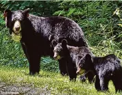  ?? DEEP/contribute­d photo ?? Connecticu­t officials say the state's population of black bears are beginning to emerge from their winter dens.