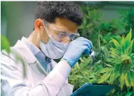  ??  ?? To ease the export process, EOF will be able to approve and license for production the final pharmaceut­ical cannabis products made using the Cannabis Sativa L type with over 0.2% of tetrahydro­cannabinol (THC) in its ingredient­s, regardless of their form.