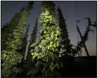  ?? WILLIAM WOODY — SPECIAL TO THE DENVER POST ?? Worker Kevin Andrews uses a machete to cut down vines of hops at the Billy Goat Hop Farm south of Montrose before sunrise in August 2021. The farm just won the prestigiou­s Cascade
Cup for its crop, making it the first Colorado farm to earn that accolade.