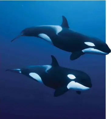  ??  ?? Top left: adult Commerson's dolphins. Above: orcas are an apex ocean predator. Top right: bottlenose dolphins have a sociable nature.