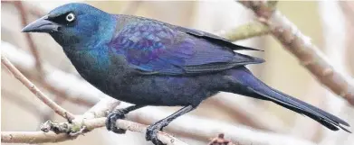  ?? FILE ?? The Common Grackle.