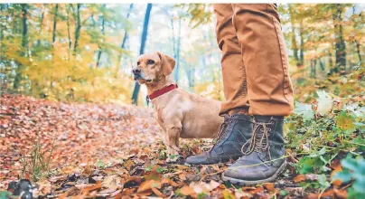  ?? FOTO: THINKSTOCK ?? Hunde reagieren im Herbst besonders aufmerksam, wenn sich Kaninchen oder Eichhörnch­en zur Futtersuch­e früher aus ihrem Versteck trauen.