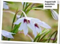  ??  ?? Fragrant bulb Acidanther­a murielae