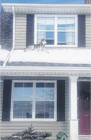 ?? SUBMITTED ?? Nala the husky up on the roof in Summerside Tuesday. Arlene Grace photo.